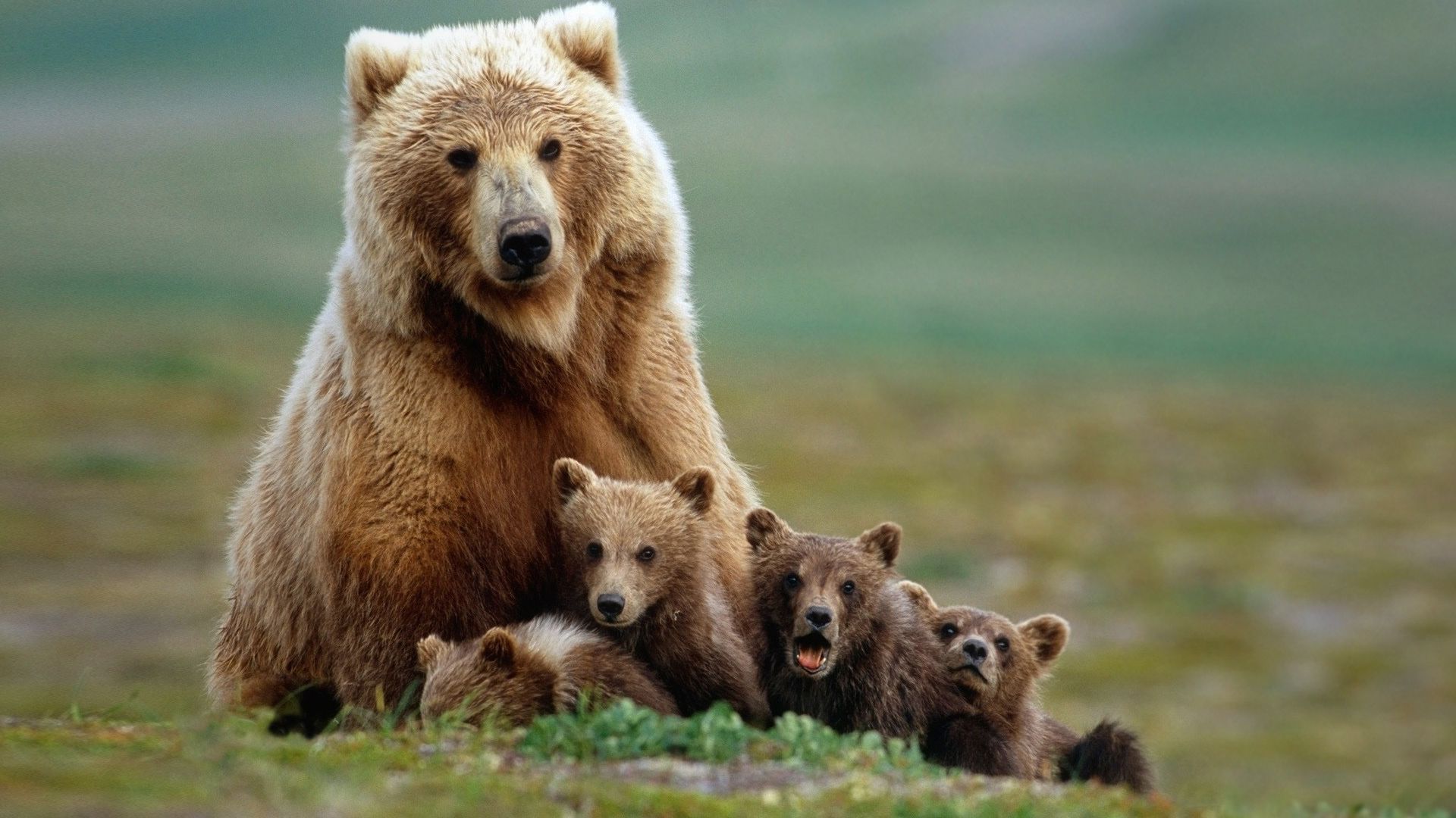 Brown Bear Family 